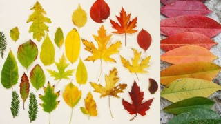 Treballar la tardor amb els colors de les fulles